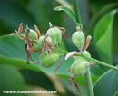 گل اختر